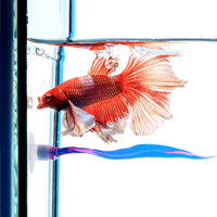WILLBOND 2 Pcs Blue Pink Silicone Betta Fish Bed Leaf Hammock Betta - Blue - image 4