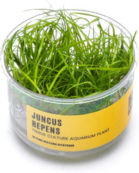 Ultum Nature Systems Juncus Repens Tissue Culture Live Plant for Aquarium, Aquascape, Freshwater Fish Tanks - 100% Snail Free in Vitro