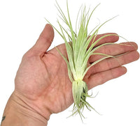 Live Air Plant - Tillandsia Gardneri 5-7” - ragnaroc Rare Collectors Indoor Tropical Plant - Live Arrival Guaranteed - House Plants for Home Decor & Gift