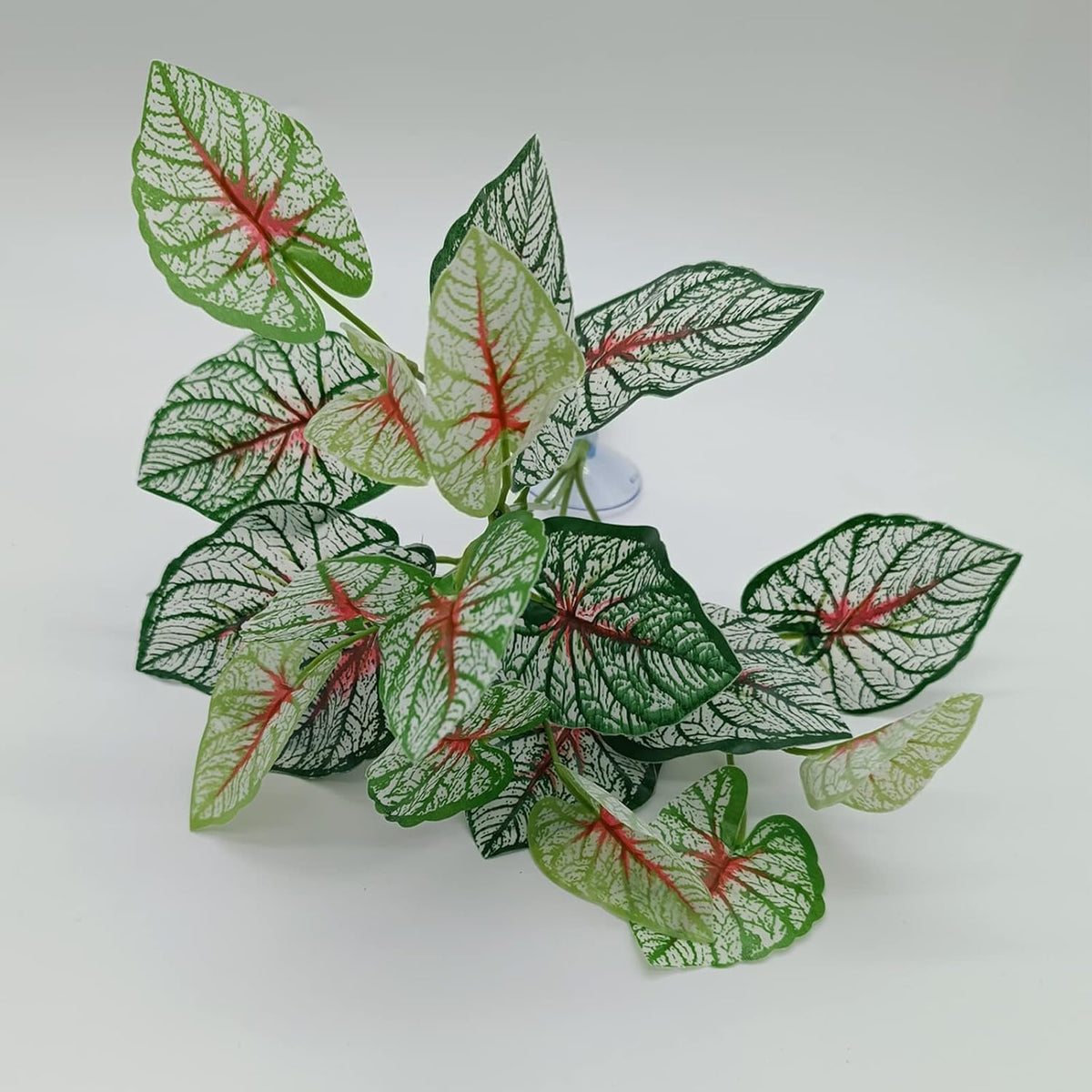 Reptile Plants for Bearded Dragon Tank Accessories - Group Bpn - image 3