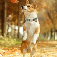 ARING PET Halloween Dog Collar-Cute Fall Dog Collar for Small Dogs - Large / Fall Two Pumpkin - image 4