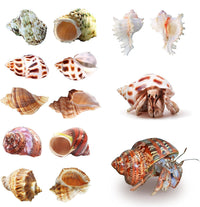 SINKOO 6PCS Hermit Crab Shells Medium to Large - image 3