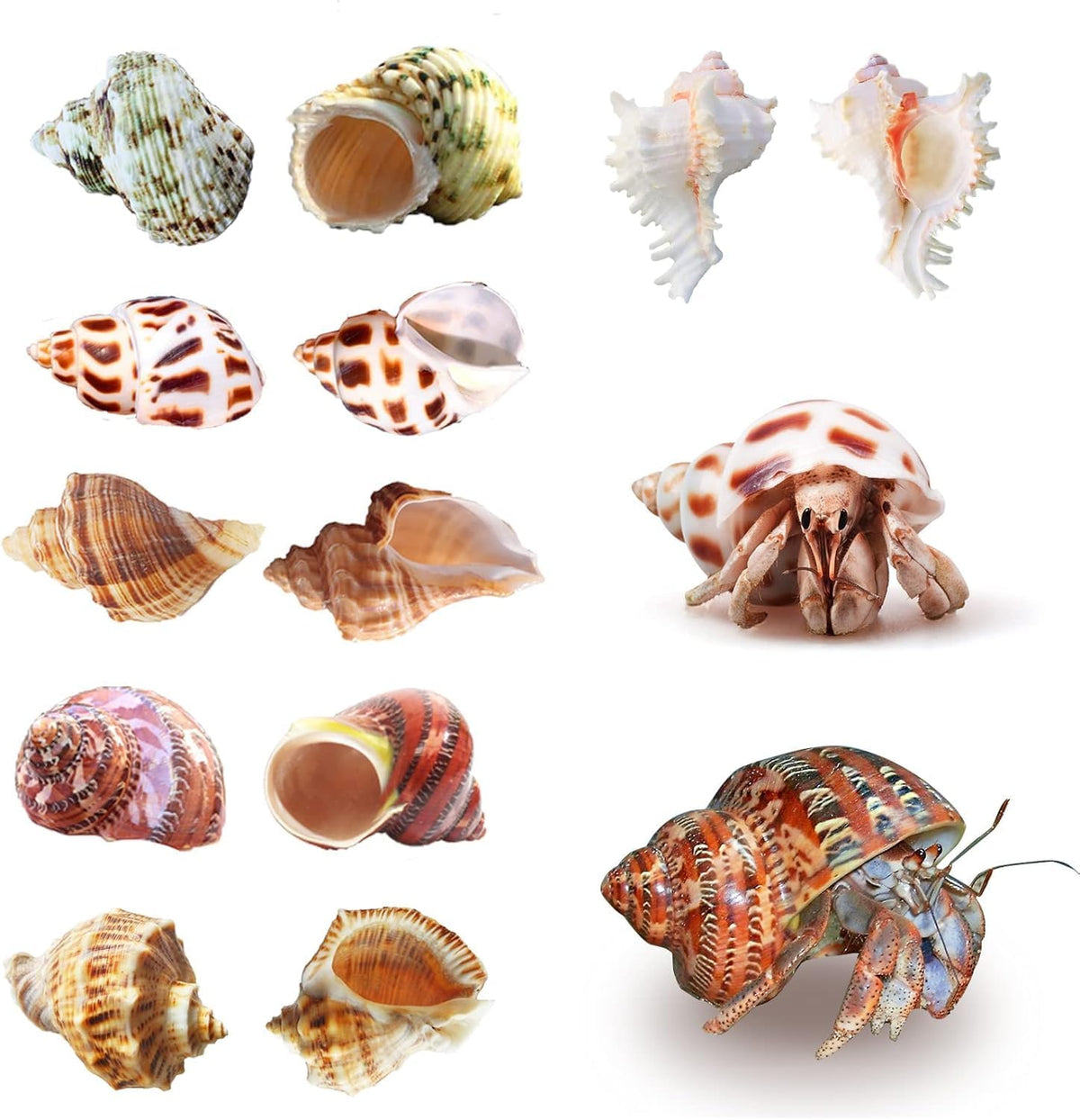 SINKOO 6PCS Hermit Crab Shells Medium to Large - image 3