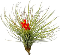 Air Plants - Tillandsia Andreana, Large 4-6" - 5ct - Live Arrival Gauranteed - House Plants for Home Decor & Gift