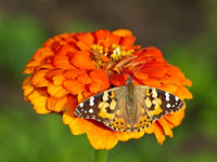 Insect Lore Butterfly Farm - Live Cup of 5 Caterpillars, Reusable Habitat, STEM Butterfly Activity Journal & Supplies - Grow, Observe and Release Painted Lady Butterflies