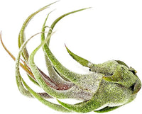 Air Plants - Tillandsia Pruinosa, Large 3-5" - 2ct - Live Arrival Guaranteed - House Plants for Home Decor & Gift