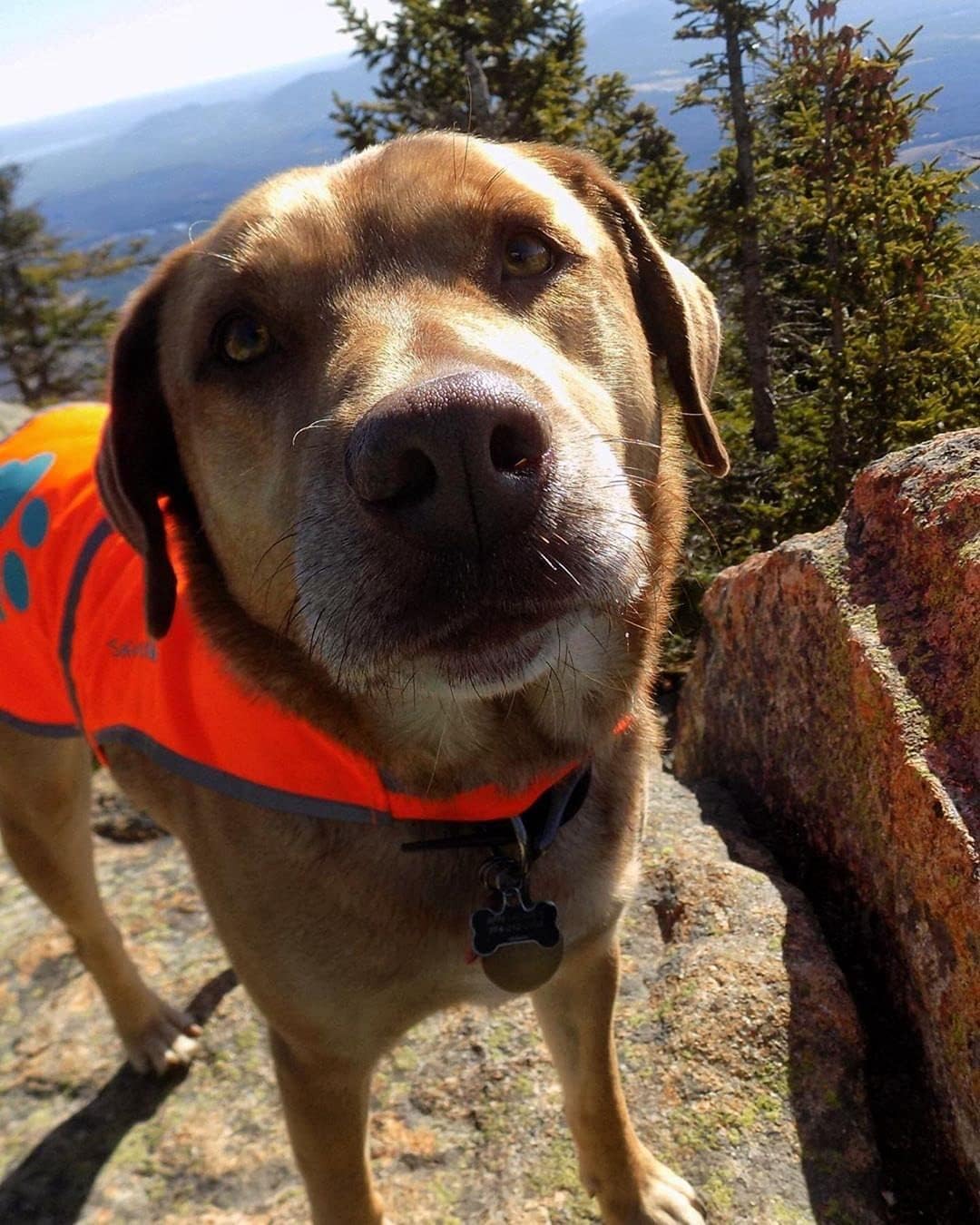 Blaze Orange Dog Vest. Reflective High Visibility in Hunting & Wooded - Orange / X-Large - image 4