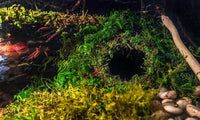 Galápagos Mossy Cave Hide, Green - 4" (Pack of 6) - image 2