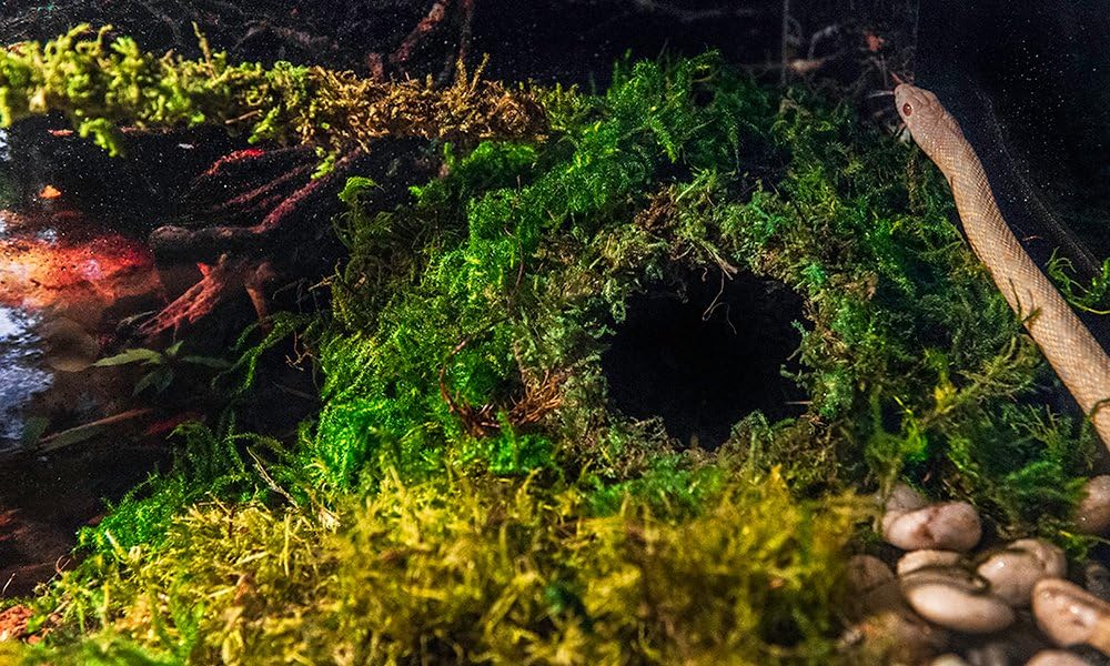Galápagos Mossy Cave Hide, Green - 4" (Pack of 6) - image 2