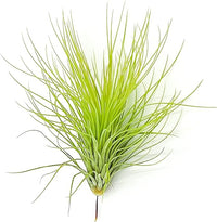 Air Plants - Tillandsia Andreana, Large 4-6" - 5ct - Live Arrival Gauranteed - House Plants for Home Decor & Gift