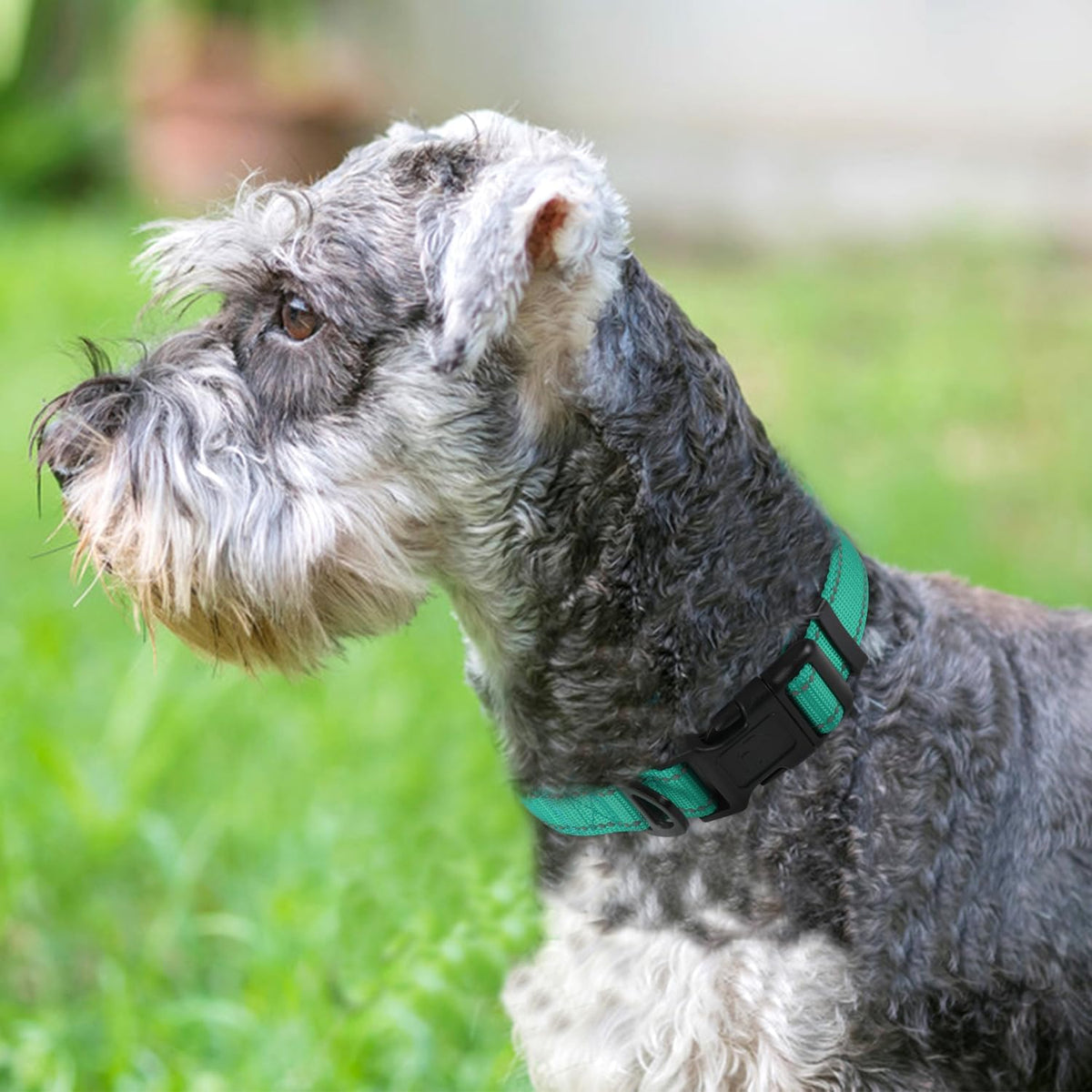 Joytale Reflective Dog Collar, Adjustable Neoprene Padded - Medium (Pack of 1) / Teal - image 2