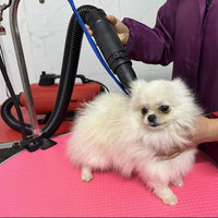 Dog Pet Dryer, 3000W High Velocity Pet Dryer Adjustable Speed Dog Grooming Blower Double Motor, Pet Grooming Hair Drying(4HP), Hot Air Dog Hair Dryer Blower with 2 Nozzle