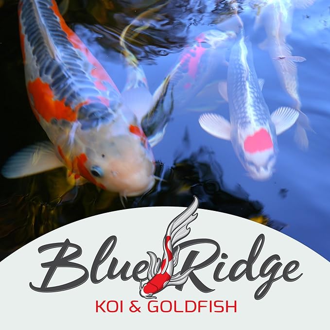 Blue Ridge Koi Fish Food 2lb - Koi Food Large 3/16" Growth Formula, Goldfish Food, Premium Fish Food for Ponds, Ponds Fish Food, Floating Pond Pellets
