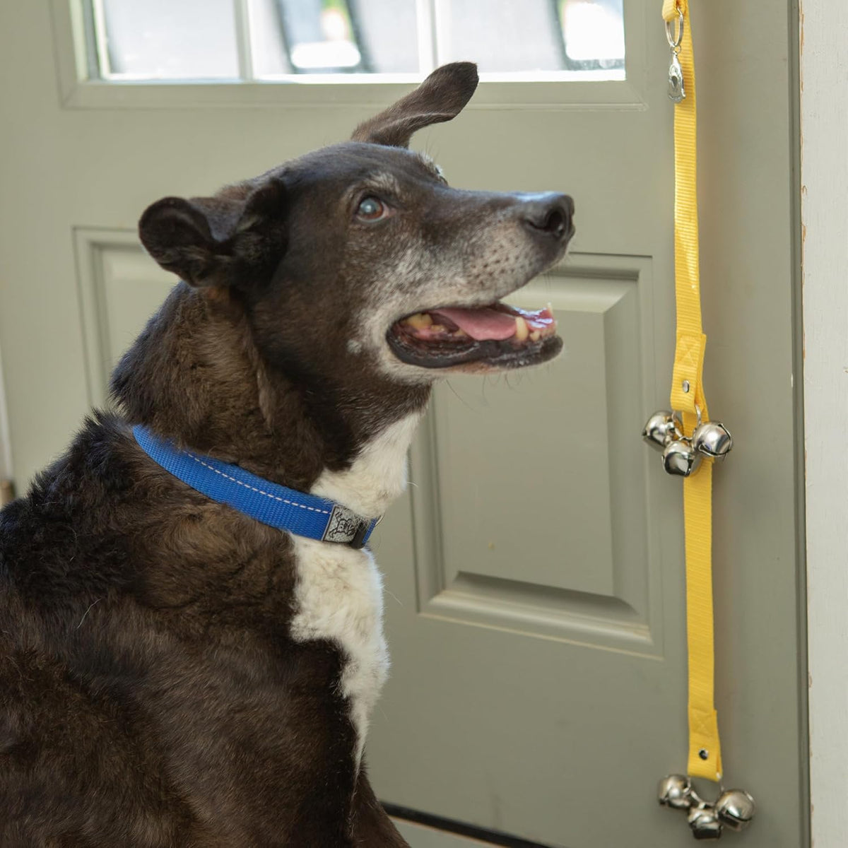 Caldwell's Pet Supply Co. Dog Potty Bells, Dog Door Bell - One Potty Bell / Yellow - image 3