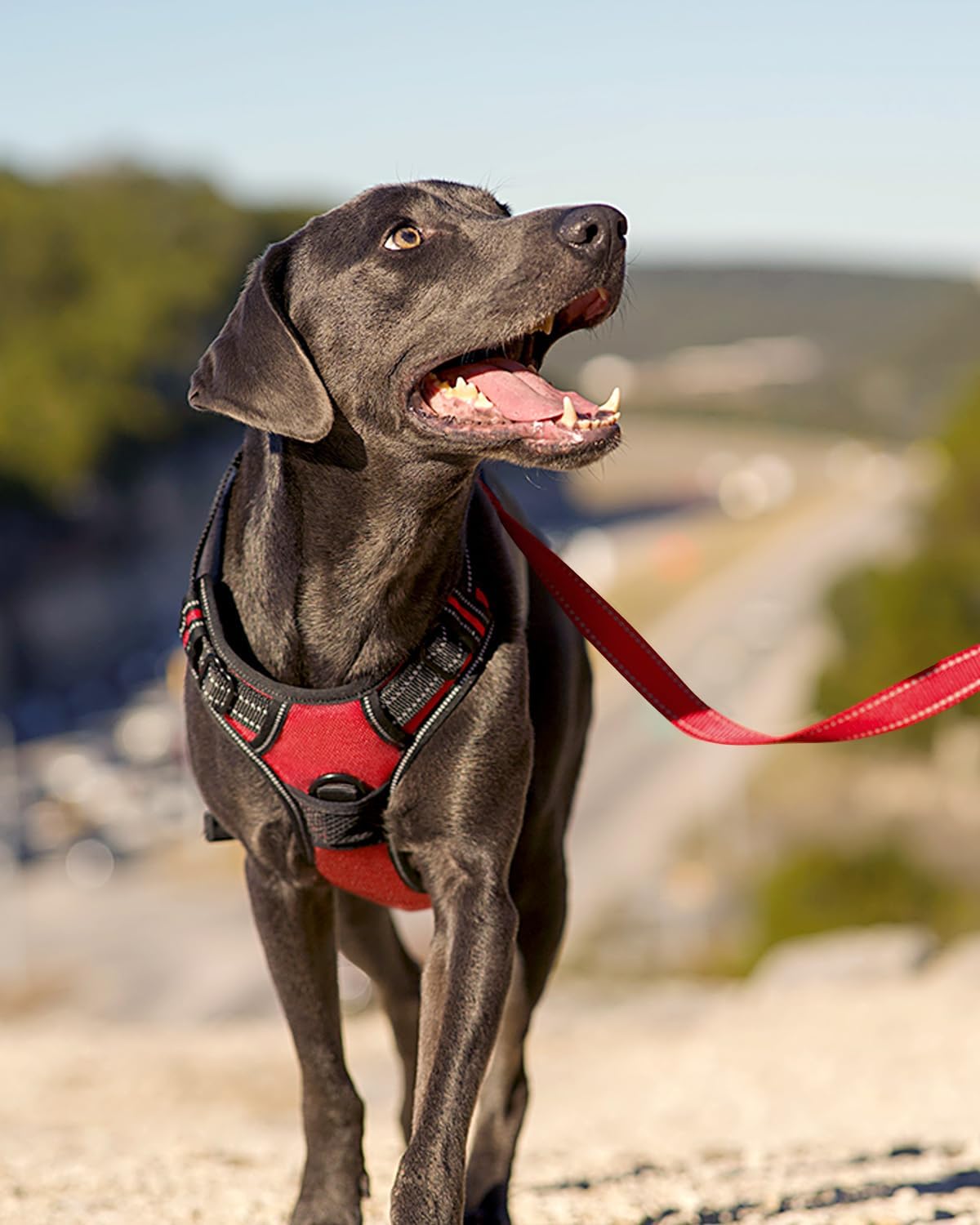 Joytale No Pull Dog Harness Medium Sized Dog, Front Clip - Medium / Red - image 3