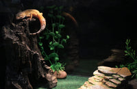 PENN-PLAX Reptology Shale Scape Step Ledge & Cave Hideout - Large 2 - image 4