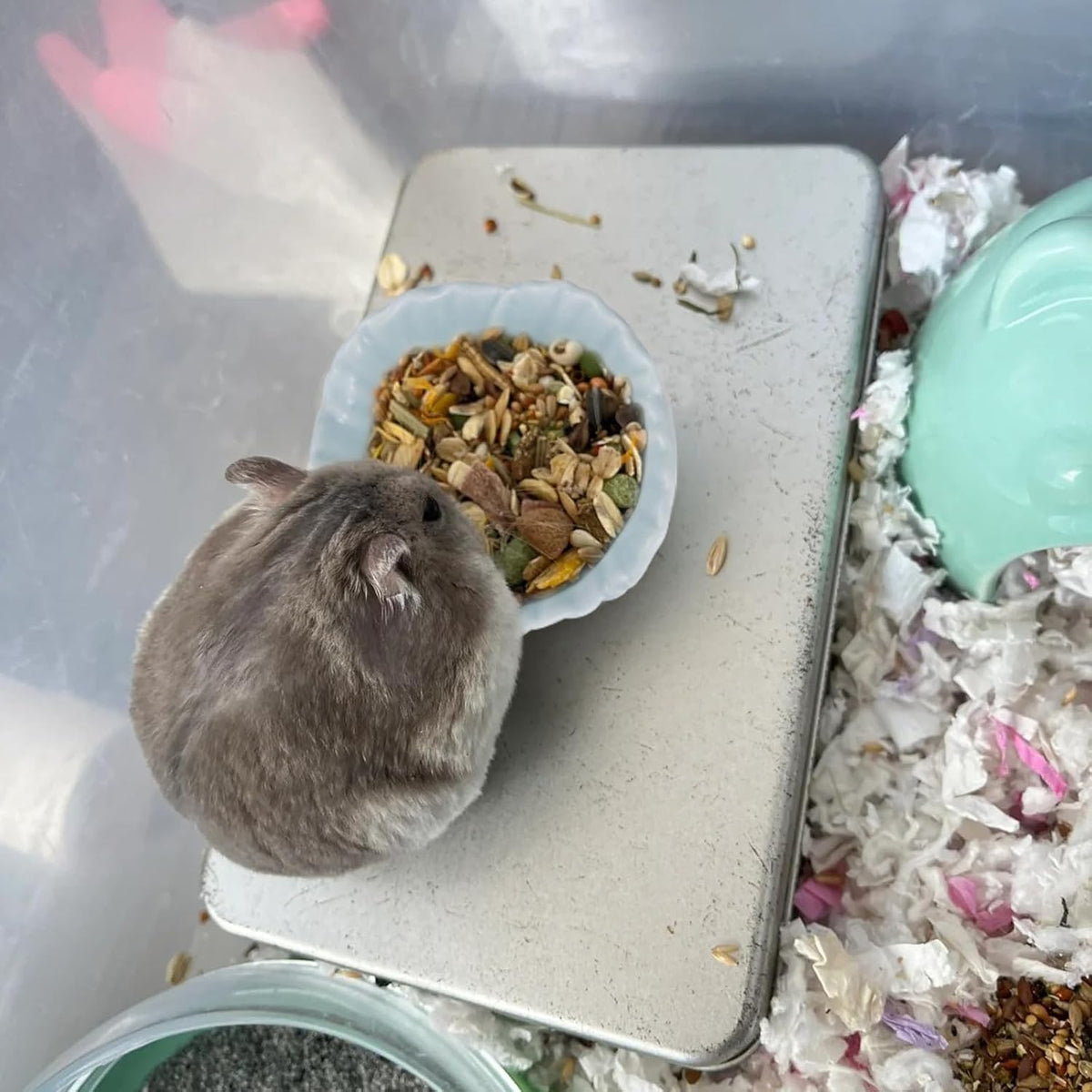 Small Ceramic Pet Hamster Bowl - s,1pc / Yellow - image 4