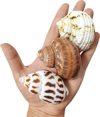 QICQDRAM 3PCS Hermit Crab Shells 1-1.3'' Opening Seashells Replacement – Essentials for Fish