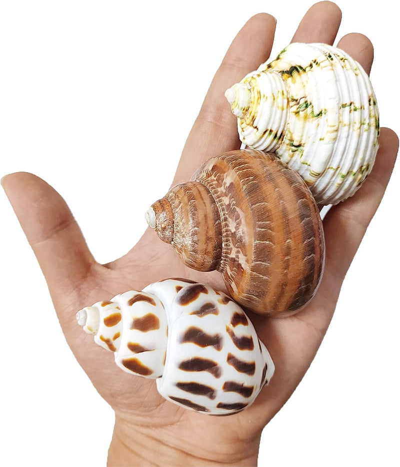 QICQDRAM 3PCS Hermit Crab Shells 1-1.3'' Opening Seashells Replacement – Essentials for Fish