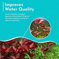 Live Aquarium Ludwigia Repens Plants - Great Background for Fish Long Lasting & Easy to Maintain Suitable Summer Winter Natural Oxygenator Pot ,Light/Medium Green; Striking Dark Red