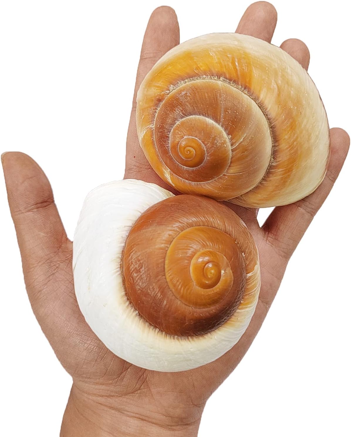 QEQEKAKA 2.7~3.5In Muffin Snail Hermit Crab Shells Natural Seashells