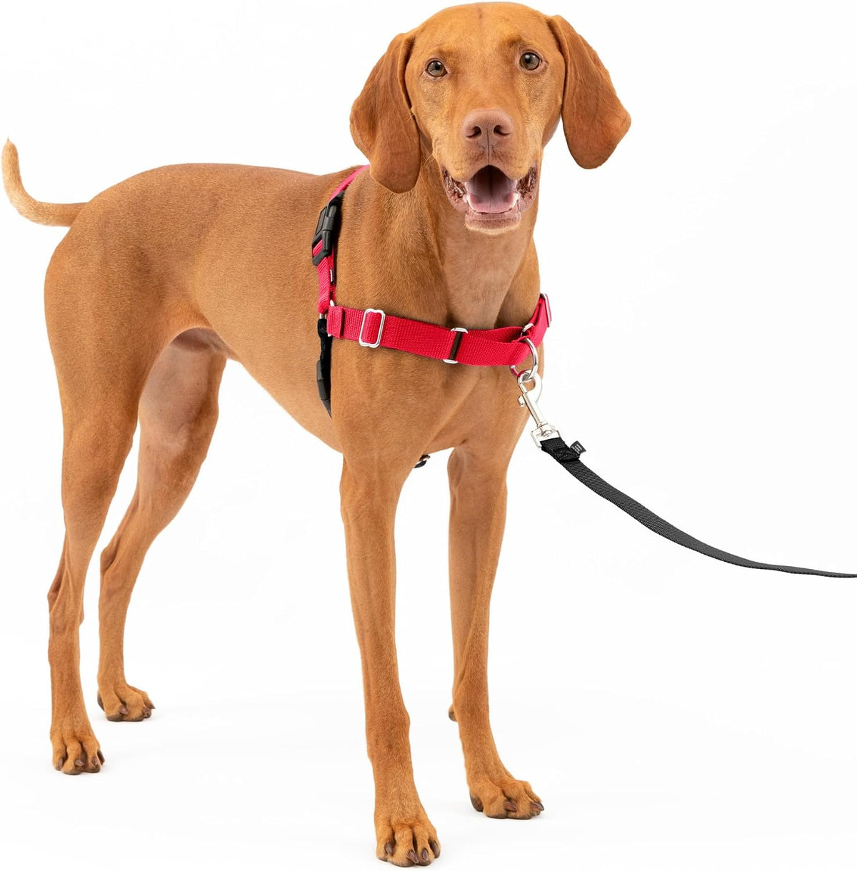 PetSafe Easy Walk Harness, No Pull Dog Harness, Royal Blue - Red / Medium / 1 - image 2