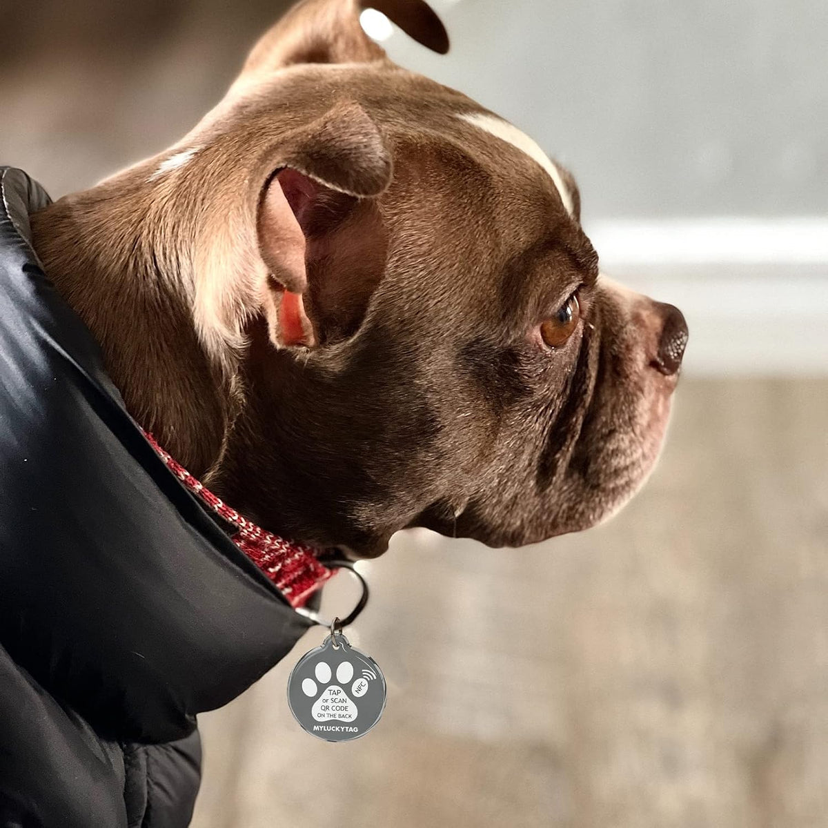 MYLUCKYTAG NFC&QR Code Personalized Dog Cat Tag - Paw,grey - image 4