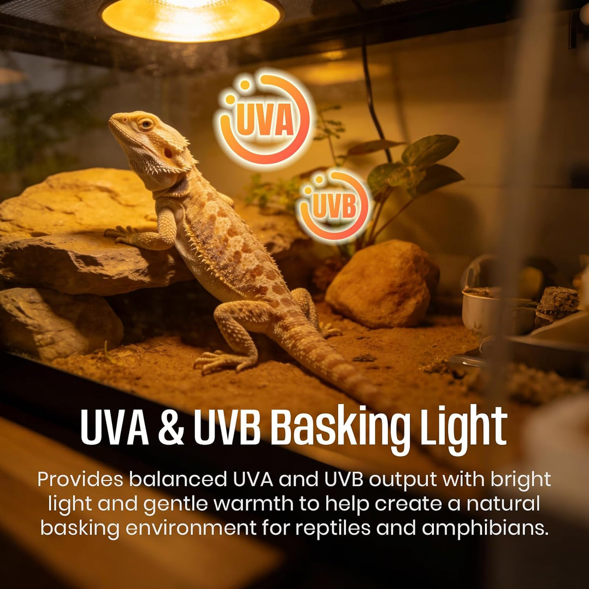 CALPALMY 4-Pack 50W UVA+UVB Bulbs - 50.0 Watts - image 3