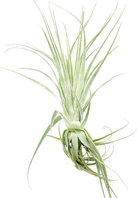 Live Air Plant - Tillandsia Gardneri 5-7” - 5ct - ragnaroc Rare Collectors Indoor Tropical Plant - Live Arrival Guaranteed - House Plants for Home Decor & Gift
