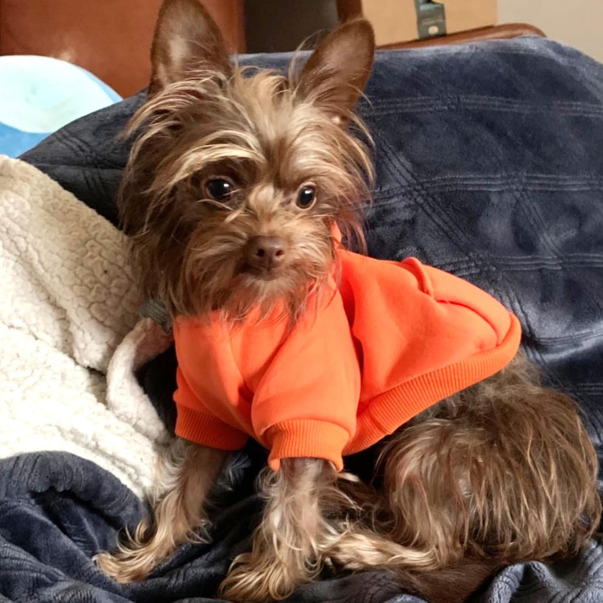 Soft Dog Hoodies for Small Dogs - Orange / Small - image 3