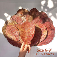 Premium Indian Almond Leave. Aquarium Decorations Size 6-9" Pack 50g. - image 2