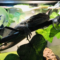 2 Pcs Bearded Dragon Lizard Hammock, Geckos Hammock - black - image 4