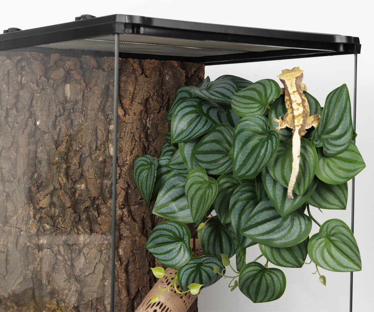 2Pack Reptile Plants for Terrarium - I-fake Calathea Orbifolia - image 3