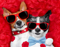 Formal Dog Bow Ties for Medium & Large Dogs – Essentials for Dogs - Light Blue - image 3