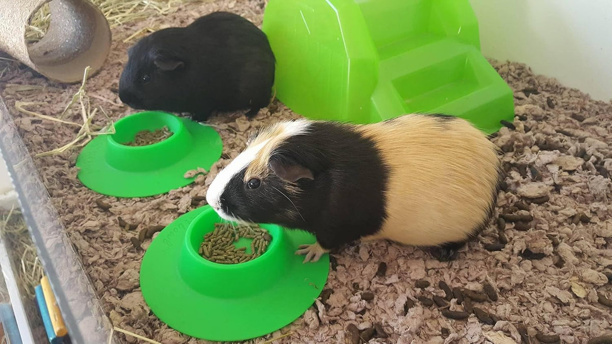 Tip-Proof Ergonomic Pet Bowl for Guinea Pig and Other Small Pets - Small 1/4 cup - image 3