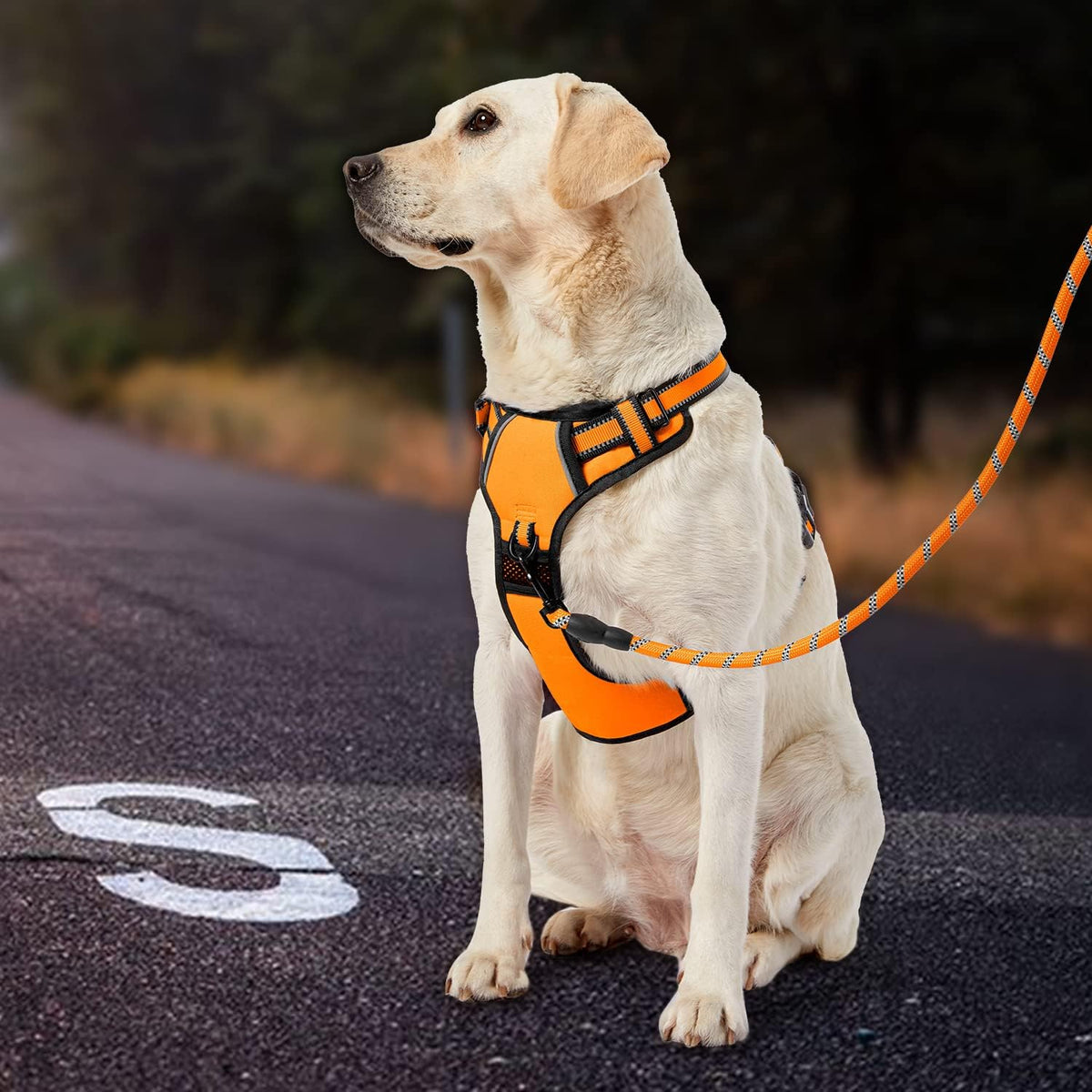 IVY&LANE No Pull Dog Harness for Medium Dogs - Orange / Medium - image 3