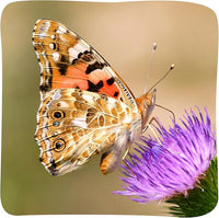 Insect Lore Butterfly Garden Kit – 10 Live Caterpillars, Habitat, STEM Journal, 2 Chrys-a-lid Holding Logs & Feeder – Grow & Release Painted Lady Butterflies – Educational Science Toy