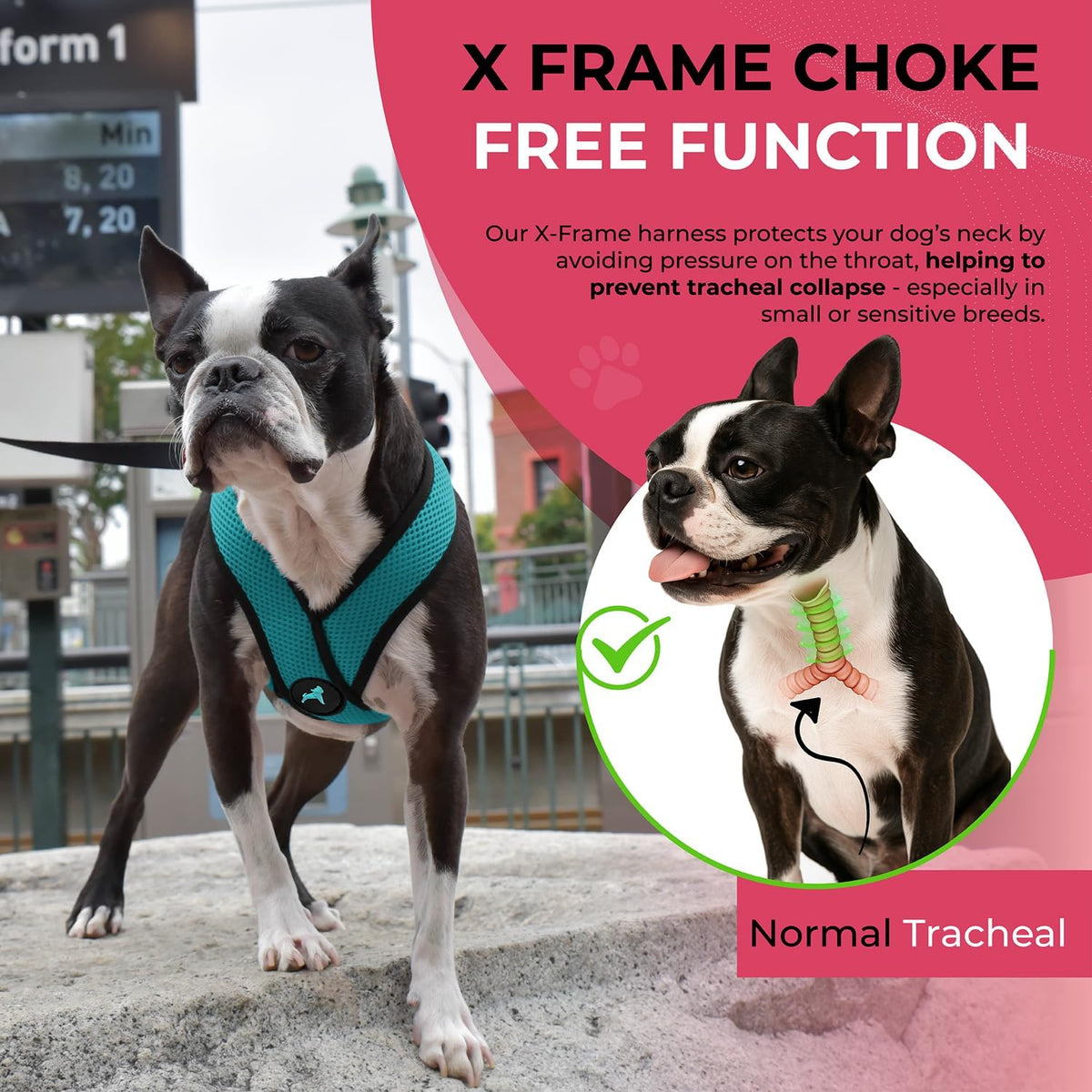 Gooby Comfort X Head-in Dog Harness, Choke-Free - Medium Chest (14.25-18.75") / Turquoise - image 4