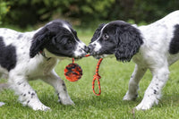 2Pcs Dog Training Ball on Rope, Exercise & Reward Toy for Dogs - 1pc - image 2