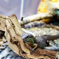 Janinka 14-17" Large Reptile Driftwood Branch for Bearded Dragon Gecko - 26-28" - image 3