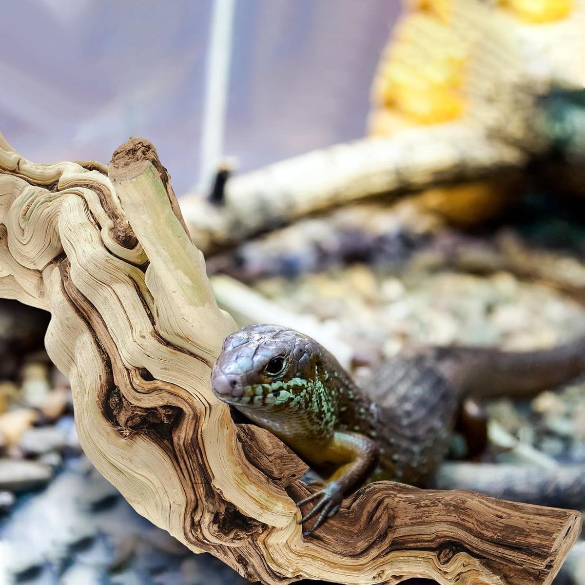 Janinka 14-17" Large Reptile Driftwood Branch for Bearded Dragon Gecko - 26-28" - image 3