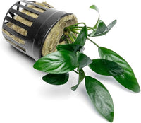 Anubias Live Aquarium Plants - Potted Freshwater Plant for Fish Tanks, Terrariums - Beginner Friendly Low Light (Congensis Mini, 1 Pot)