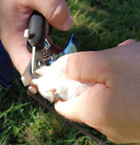 Professional Pet Nail Trimmers and Clippers for Large Dogs and Cats – Essentials for Dogs - Large Trimmer - image 3