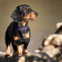 Fida Heavy Duty Dog Collar, Ultra Comfortable Soft Neoprene Padded, Adjustable Reflective Nylon Pet Collar with Durable Metal Belt Buckle for Small Breeds (S, Purple)