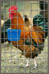 Cage Cups Birds Feeders Seed Bowl Chicken Feeding Watering Dish - 10PCS BLUE - image 4