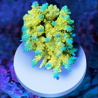 Ceramic White Coralline Coral frag Plugs Coral frag Base Round 20pc – Essentials for Fish - round，70mm，12pcs - image 2