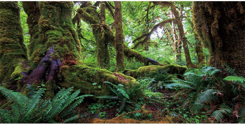 36x18 in Terrarium Backdrop Rainforest Moss Tree Reptile Habitat - 30x18in/75x45cm