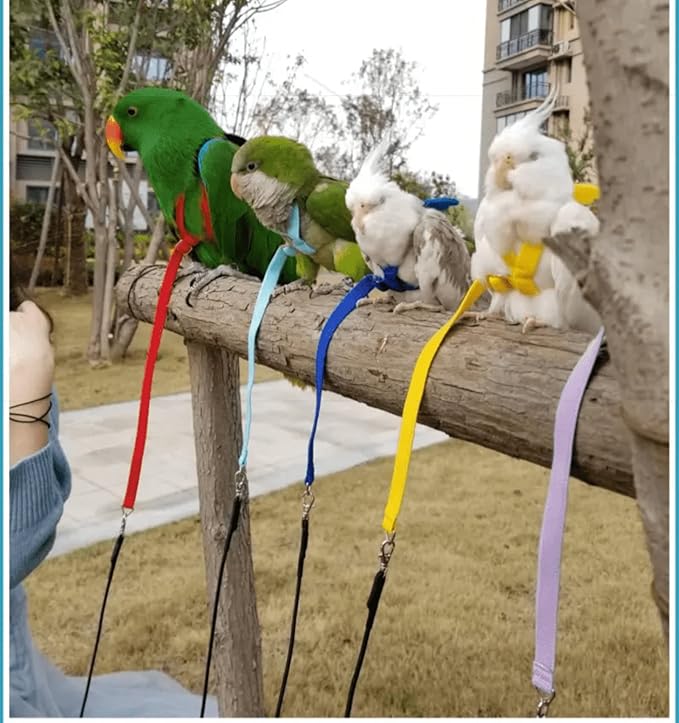 Pet Parrot Bird Harness Leash Adjustable Bird Flying Harness Traction Rope with Cute Wing for Parrots Pigeons Budgerigar Lovebird Cockatiel Mynah Outdoor Training Toy (XL, Blue)