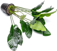 Anubias Live Aquarium Plants - Potted Freshwater Plant for Fish Tanks, Terrariums - Beginner Friendly Low Light (Barteri, Mother Plant)