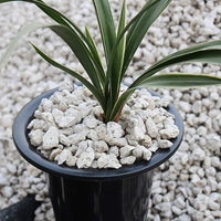 TOYPOPOR Horticultural Bonsai Pumice Succulent Cactus Plants Garden Turface Pumice Gravel Rock Tree Soil Additive Faster Draining Blend, Optimal Drainage, Improves Soil Aeration and Promotes Root 6lbs